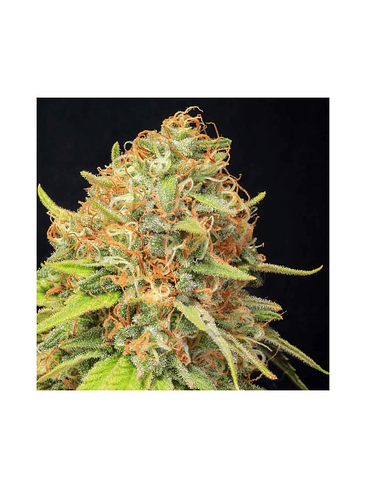 JAMAICAN DREAM CBD X3+1-EVA SEEDS 1