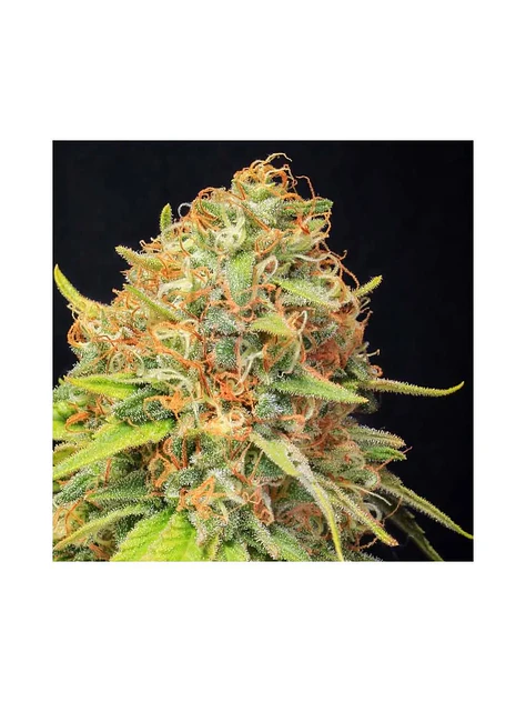 Jamaican Dream Cbd X3+1-Eva Seeds 1