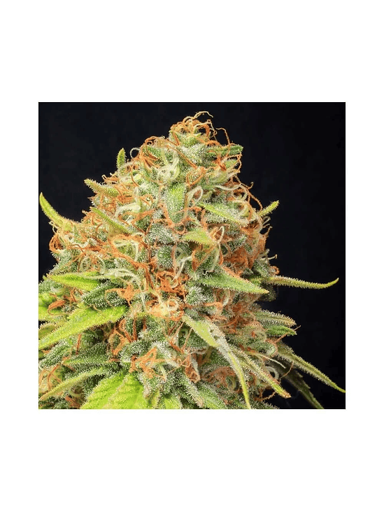 JAMAICAN DREAM CBD X3+1-EVA SEEDS 1