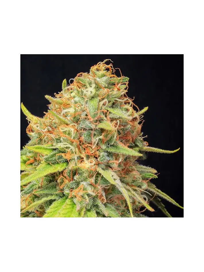 Jamaican Dream Cbd X3+1-Eva Seeds 1