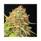Jamaican Dream Cbd X3+1-Eva Seeds - Miniatura 1