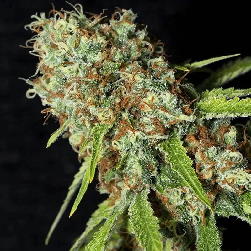 Jamaican Dream Cbd X3+1-Eva Seeds 2