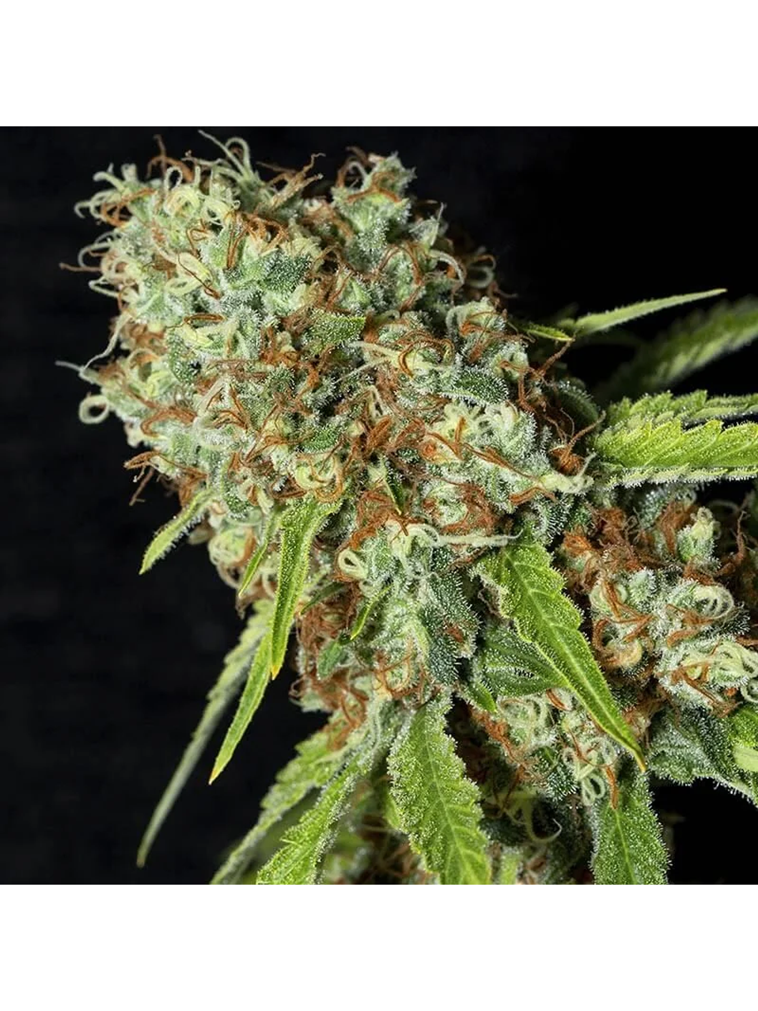 Jamaican Dream Cbd X3+1-Eva Seeds 2