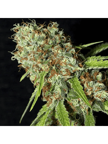 JAMAICAN DREAM CBD X3+1-EVA SEEDS 2