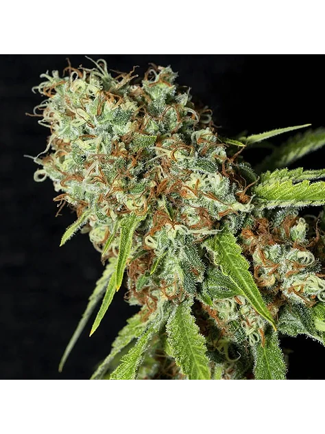 Jamaican Dream Cbd X3+1-Eva Seeds 2
