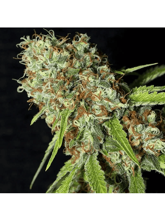 JAMAICAN DREAM CBD X3+1-EVA SEEDS 2