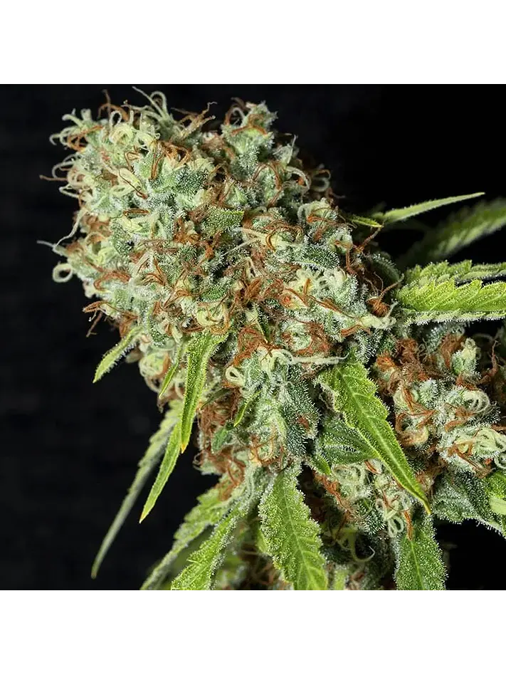 Jamaican Dream Cbd X3+1-Eva Seeds 2