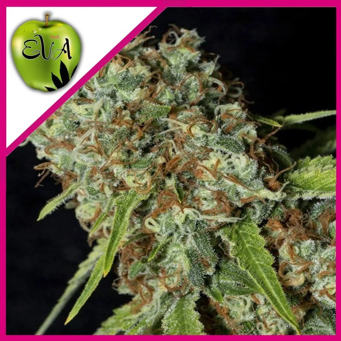 Jamaican Dream Cbd Fem X3+1-Eva Seeds 1