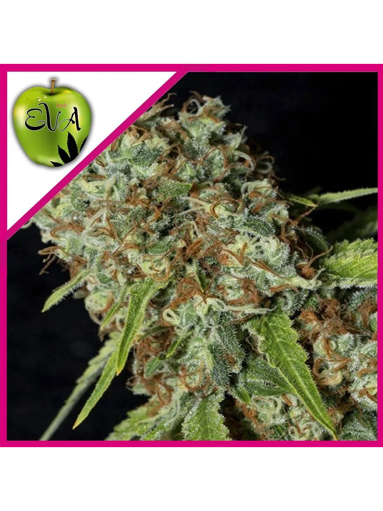 Jamaican Dream Cbd Fem X3+1-Eva Seeds 1