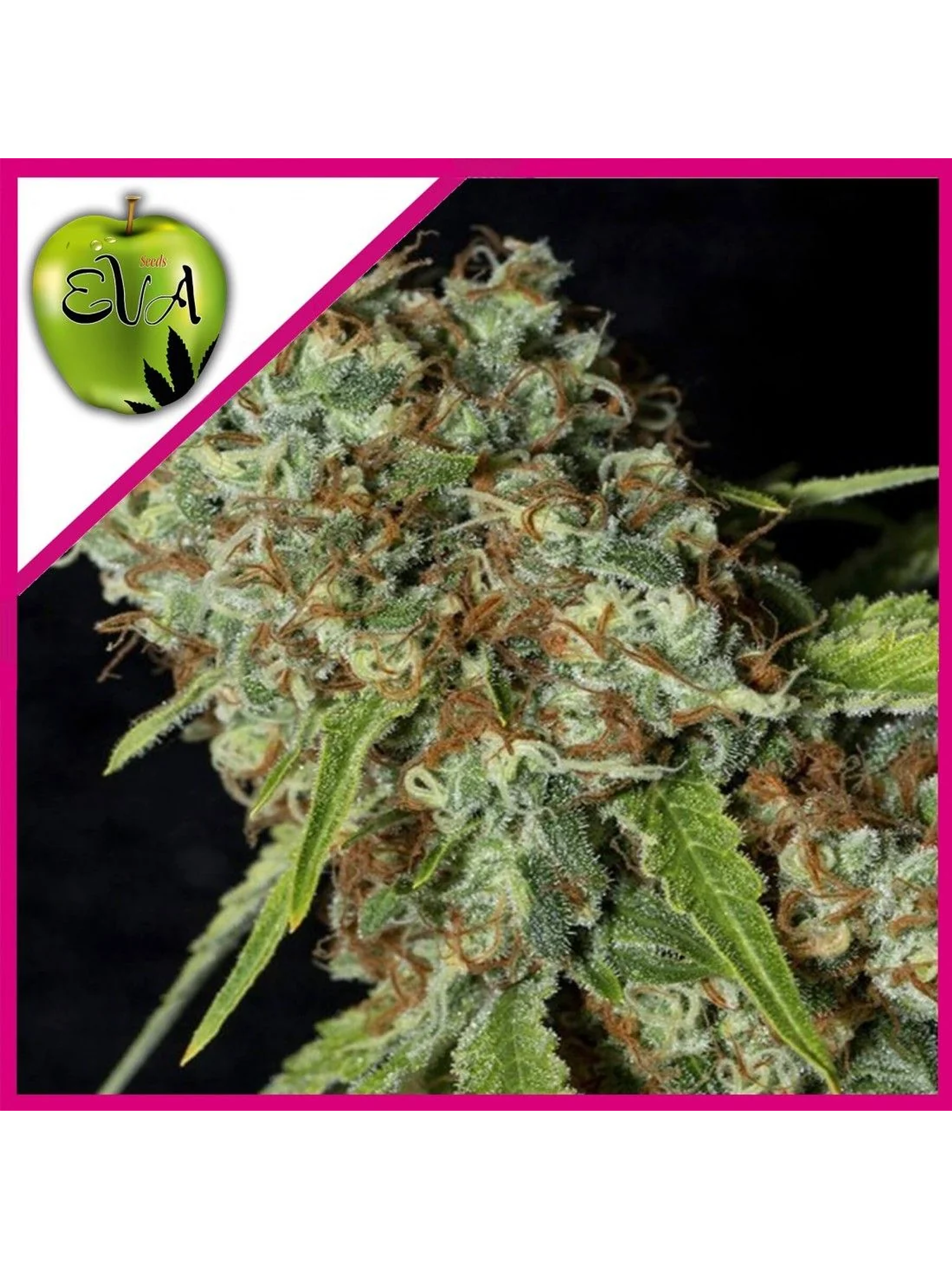 Jamaican Dream Cbd Fem X3+1-Eva Seeds 1