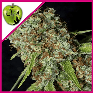 JAMAICAN DREAM CBD FEM X3+1-EVA SEEDS