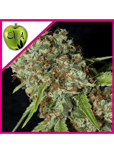 JAMAICAN DREAM CBD FEM X3+1-EVA SEEDS 1