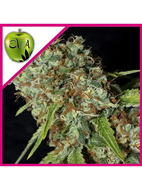 Jamaican Dream Cbd Fem X3+1-Eva Seeds 1