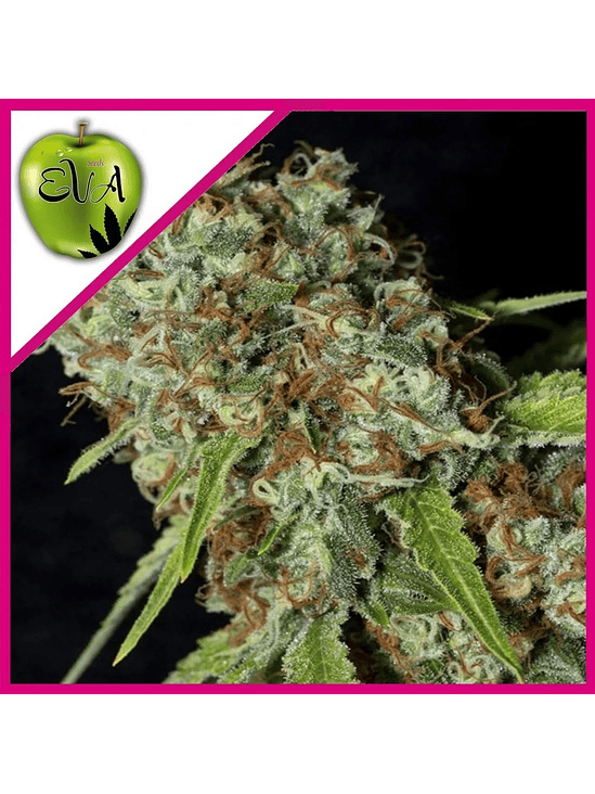 JAMAICAN DREAM CBD FEM X3+1-EVA SEEDS 1