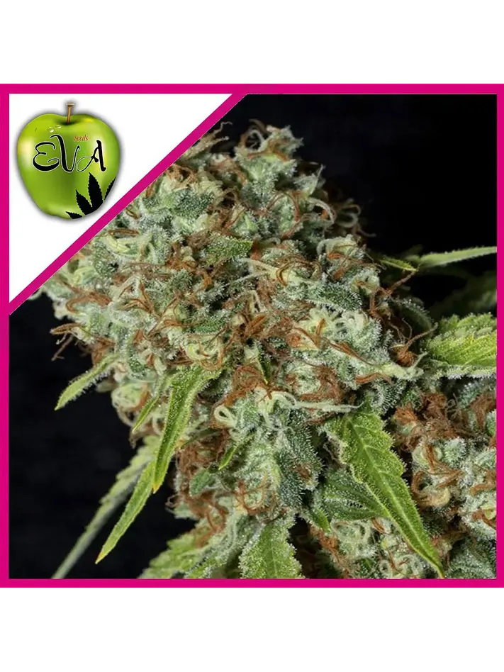 Jamaican Dream Cbd Fem X3+1-Eva Seeds 1