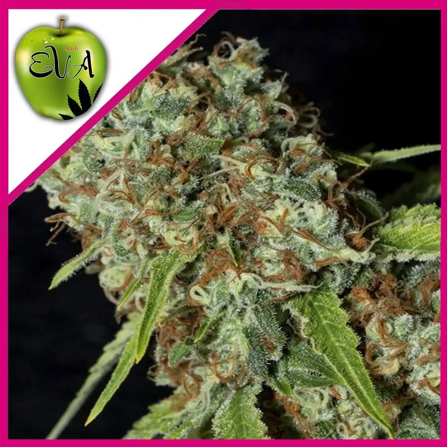 Jamaican Dream Cbd Fem X3+1-Eva Seeds 1