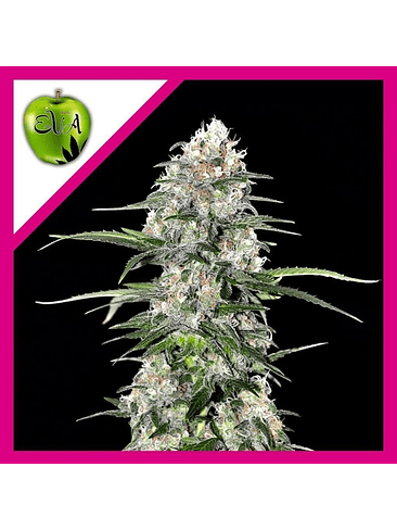 JAMAICAN DREAM FEM X3+1-EVA SEEDS 1