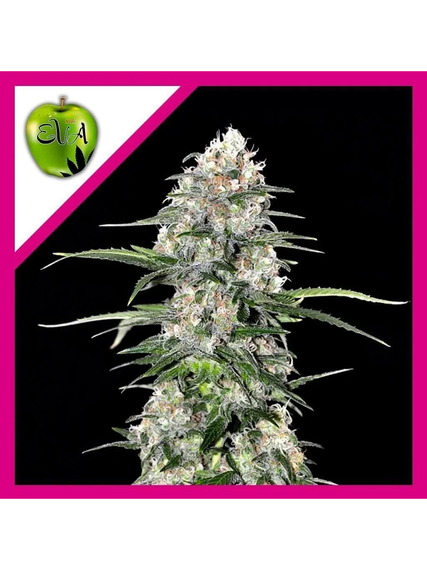 Jamaican Dream Fem - Eva Seeds (X100/X3+1) 1