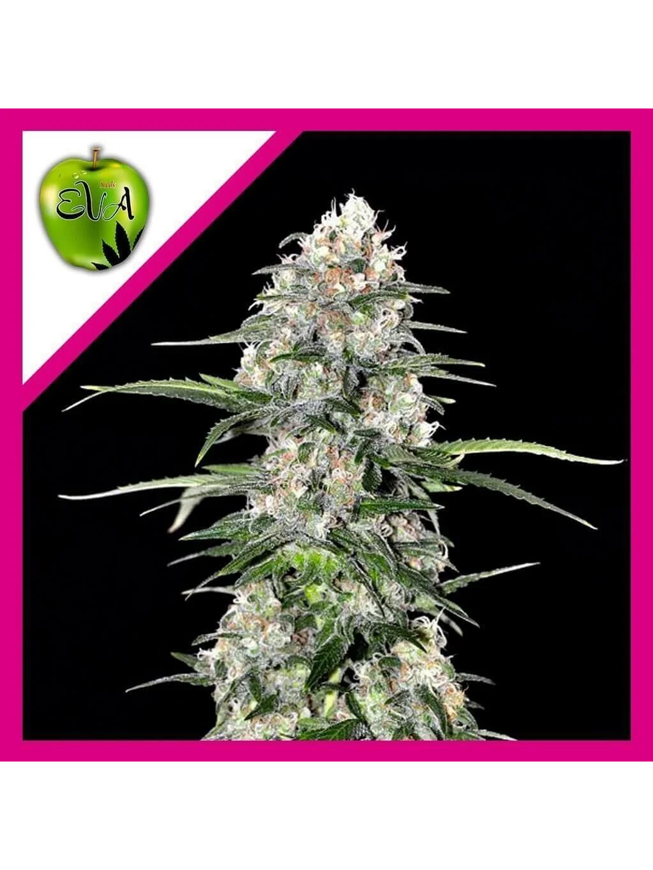 Jamaican Dream Fem - Eva Seeds (X100/X3+1) 1