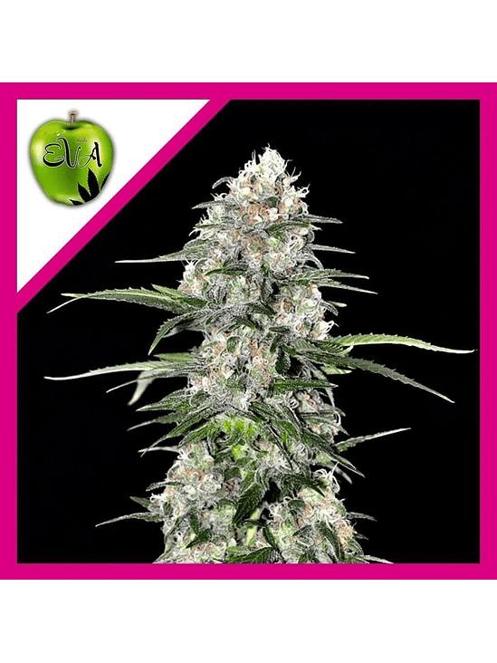 JAMAICAN DREAM FEM X100 - EVA SEEDS 1