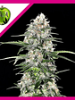 Jamaican Dream Fem - Eva Seeds (X100/X3+1) - Miniatura 1