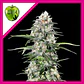 Jamaican Dream Fem - Eva Seeds (X100/X3+1) - Miniatura 1