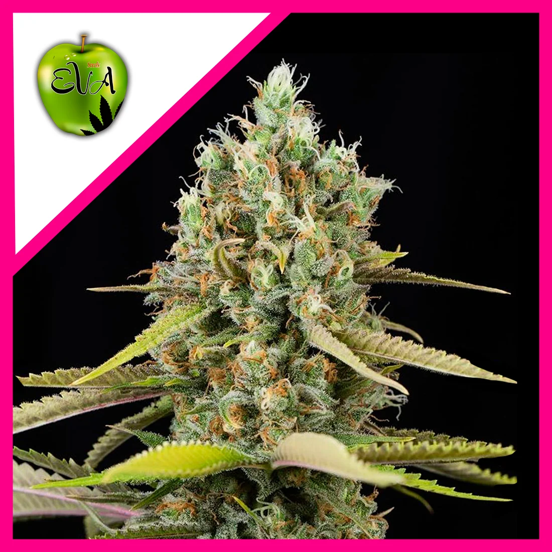 Lemon King Fem X3+1-Eva Seeds 1
