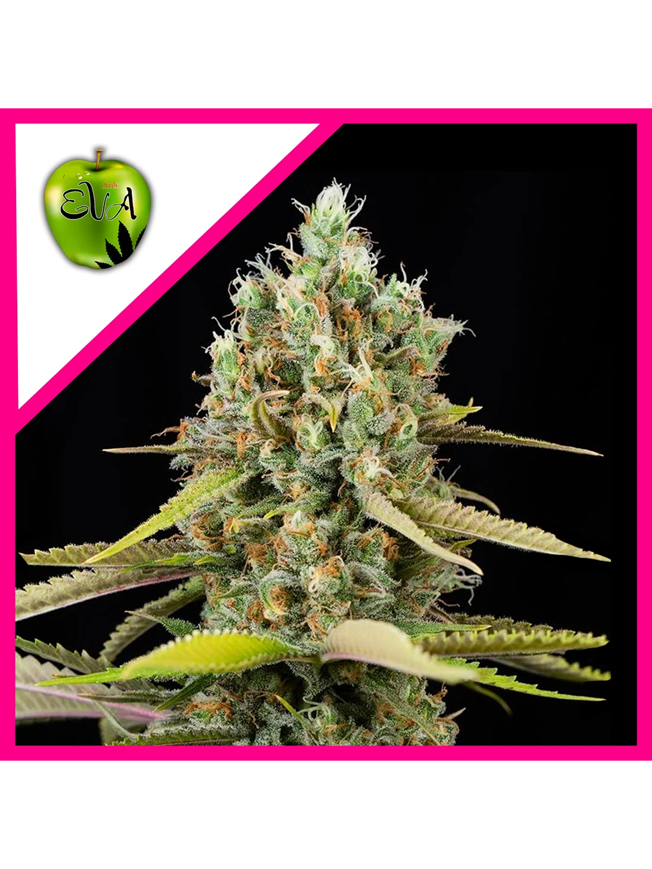 Lemon King Fem X3+1-Eva Seeds 1