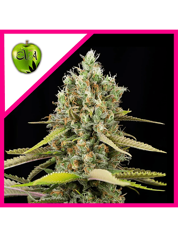 LEMON KING FEM X3+1-EVA SEEDS 1