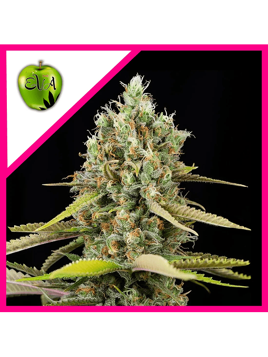 LEMON KING FEM X3+1-EVA SEEDS 1