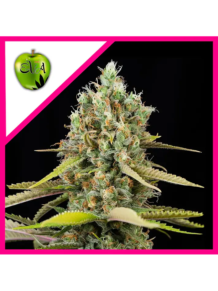 Lemon King Fem X3+1-Eva Seeds 1