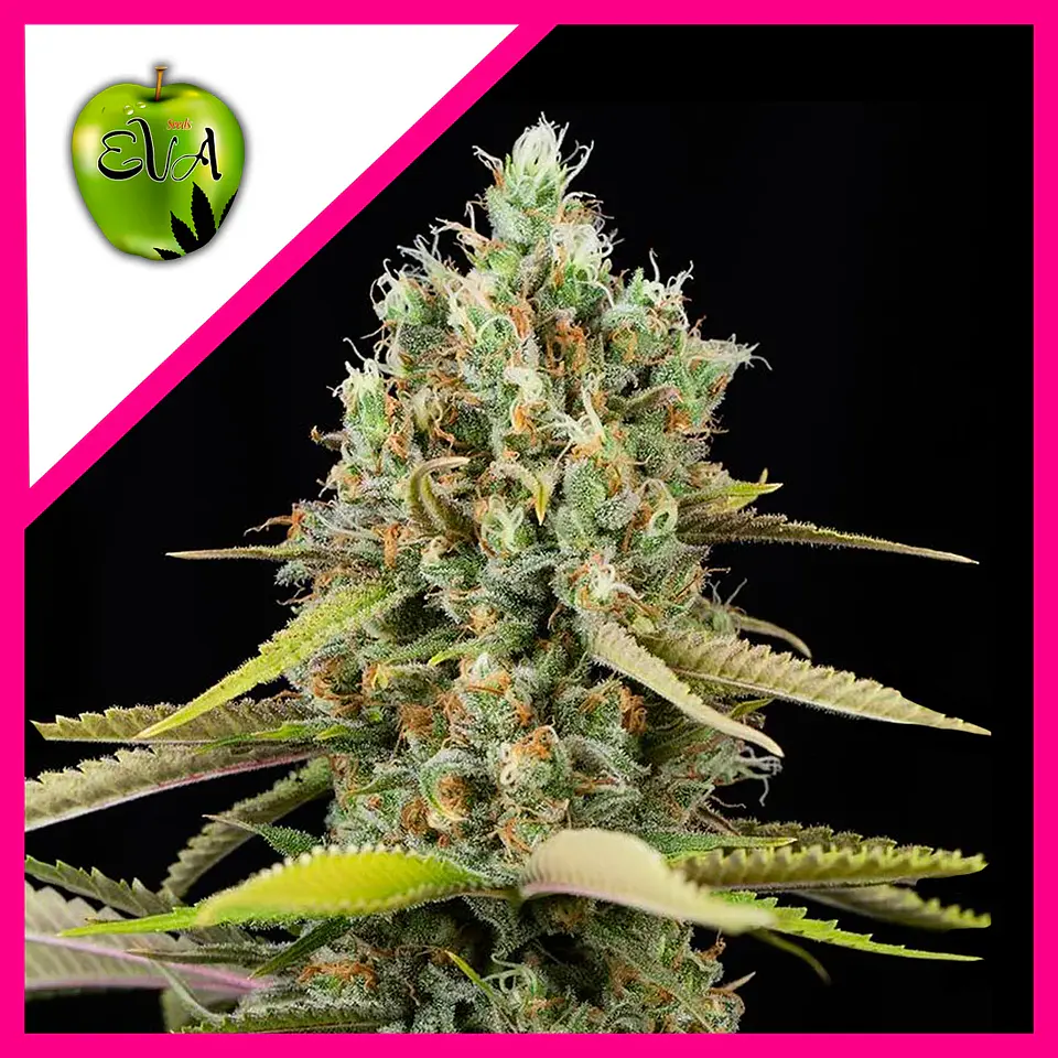 Lemon King Fem X3+1-Eva Seeds 1