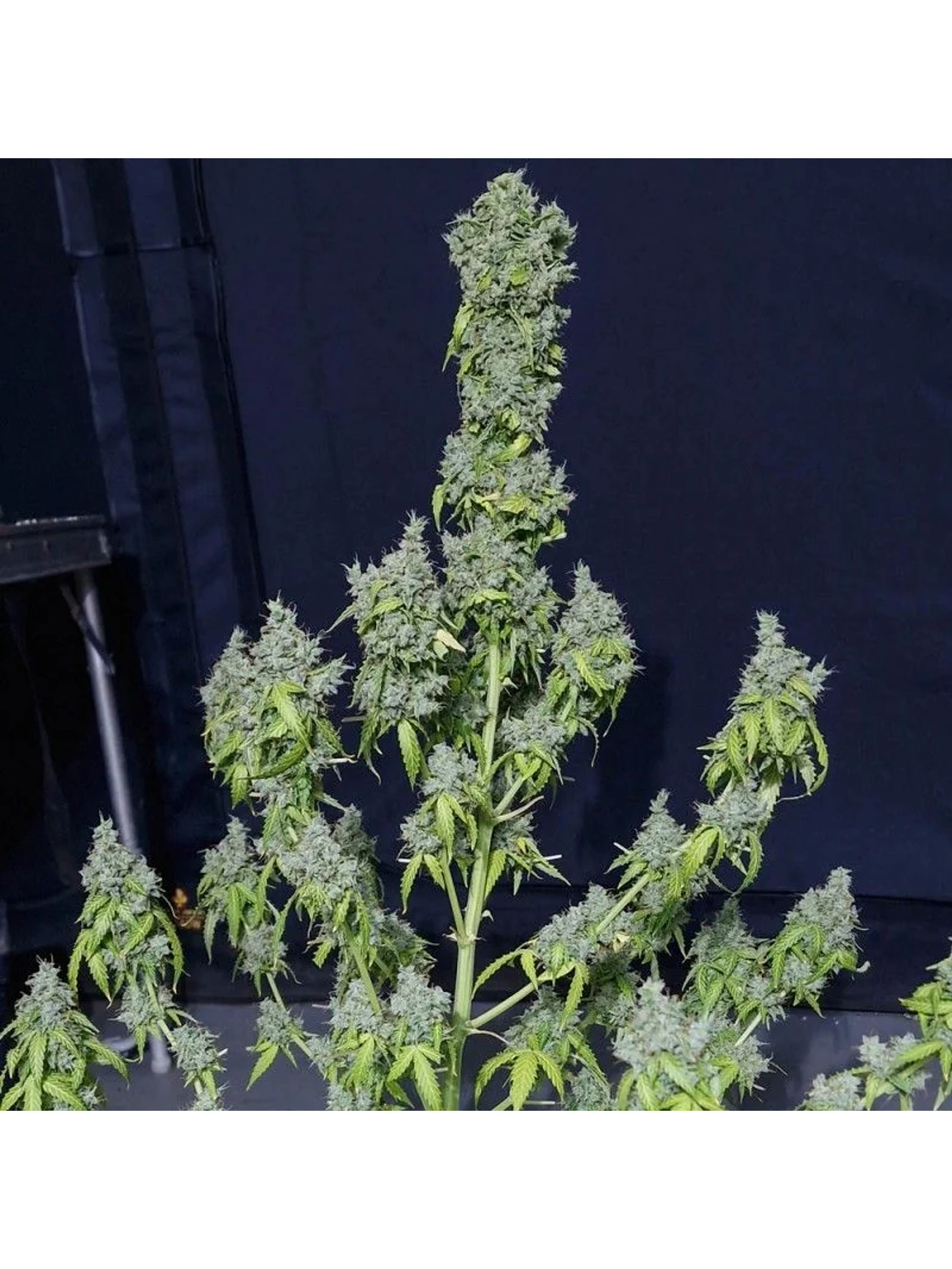 Magic Tree Auto X3-Eva Seeds 1