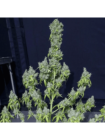 MAGIC TREE AUTO X3-EVA SEEDS 1