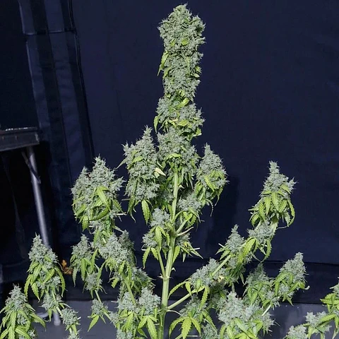 Magic Tree Auto X3-Eva Seeds