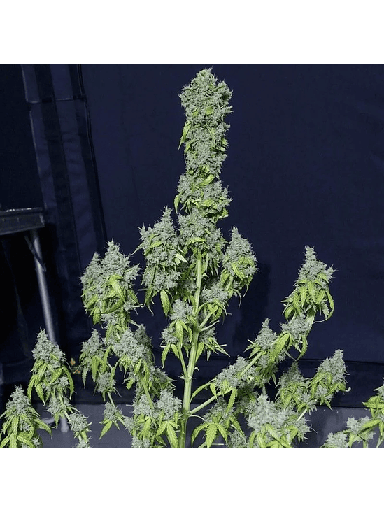 MAGIC TREE AUTO X3-EVA SEEDS 1