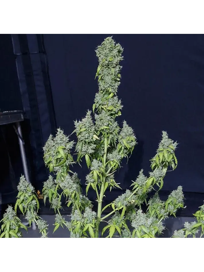 Magic Tree Auto X3-Eva Seeds 1