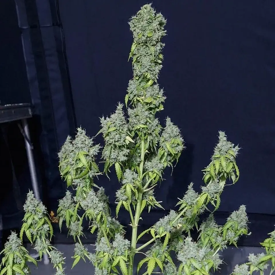 Magic Tree Auto X3-Eva Seeds 1