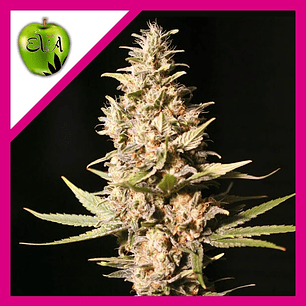 MISSING IN BARCELONA FEM X3-EVA SEEDS