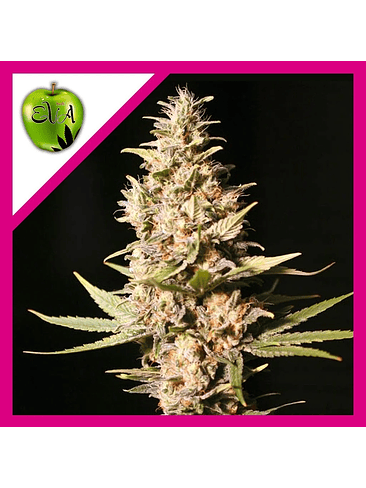 MISSING IN BARCELONA FEM X3-EVA SEEDS 1