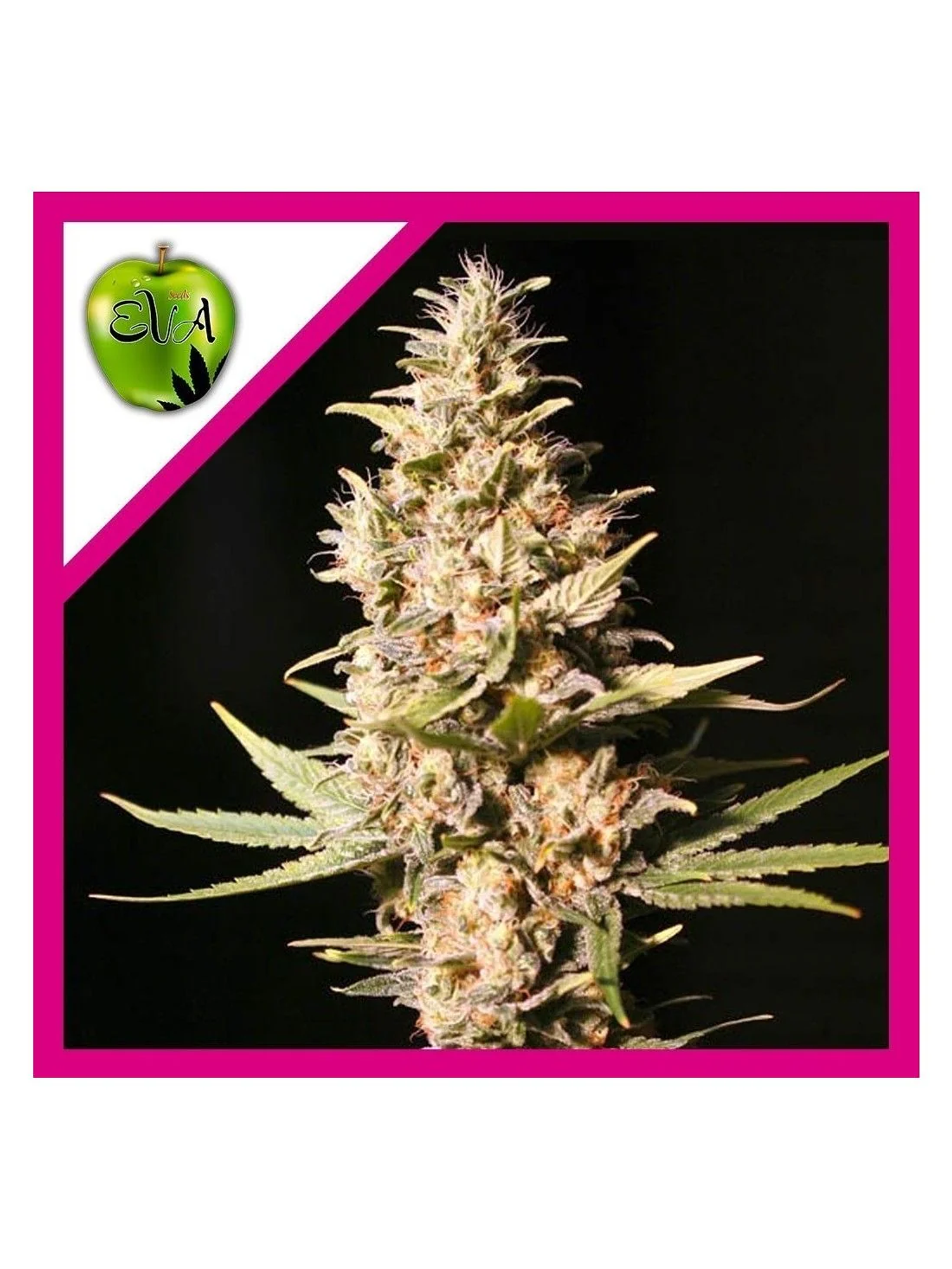 Missing In Barcelona Fem -Eva Seeds (X3/X3+1) 1