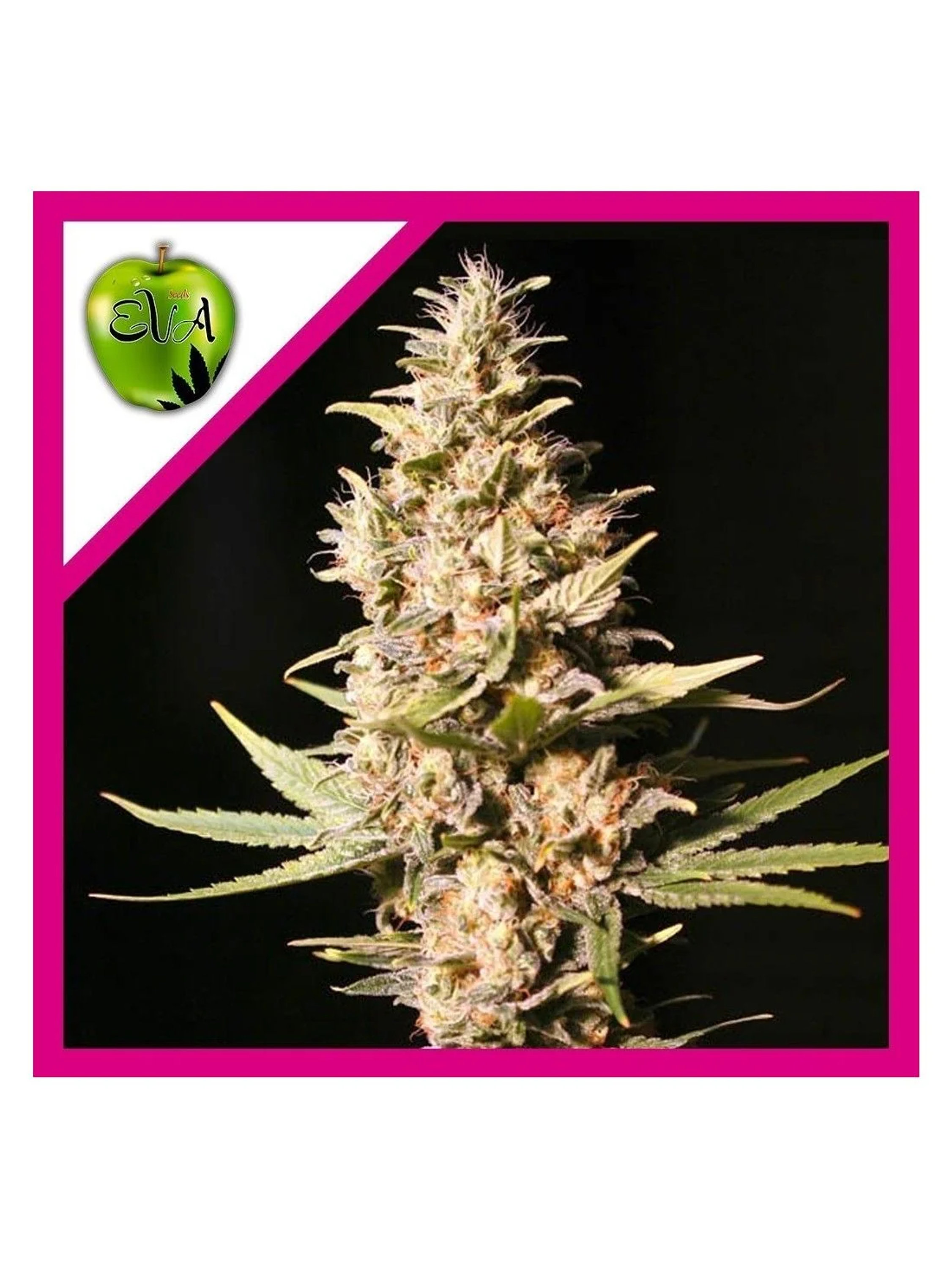 Missing In Barcelona Fem -Eva Seeds (X3/X3+1) 1