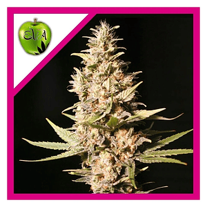 Missing In Barcelona Fem X3+1-Eva Seeds