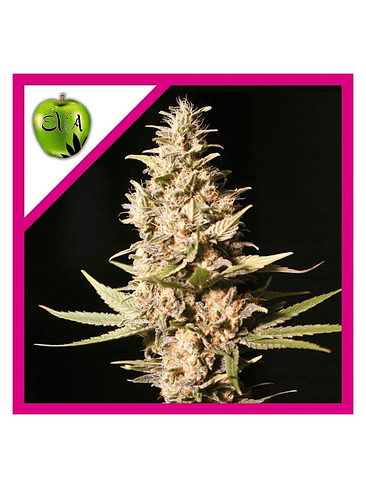 MISSING IN BARCELONA FEM X3+1-EVA SEEDS 1