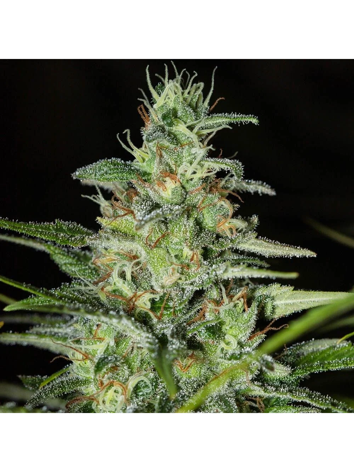 Monster Cbd Fem X3+1-Eva Seeds 1