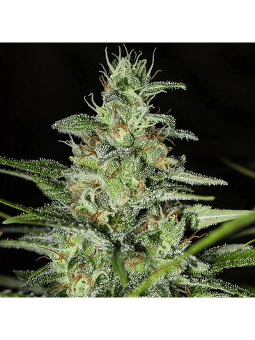 MONSTER CBD FEM X3+1-EVA SEEDS 1