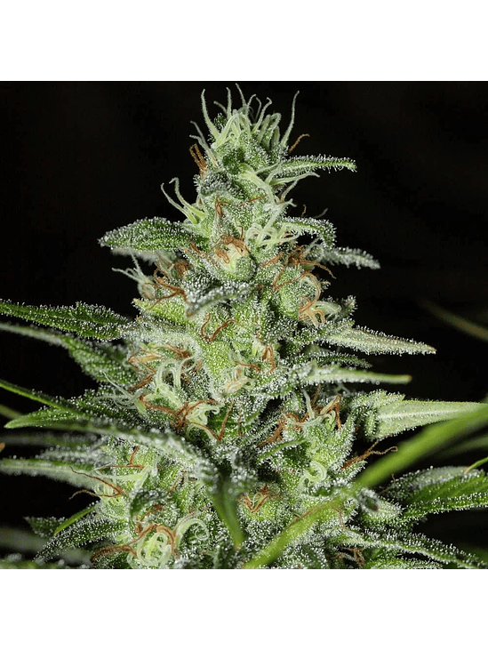 MONSTER CBD FEM X3+1-EVA SEEDS 1