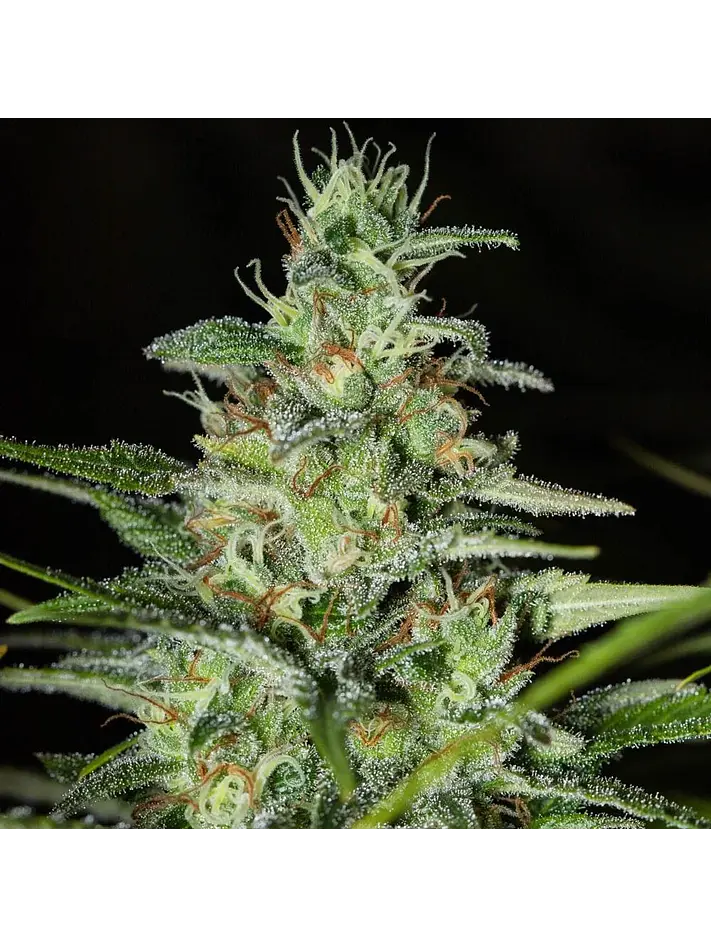 Monster Cbd Fem X3+1-Eva Seeds 1