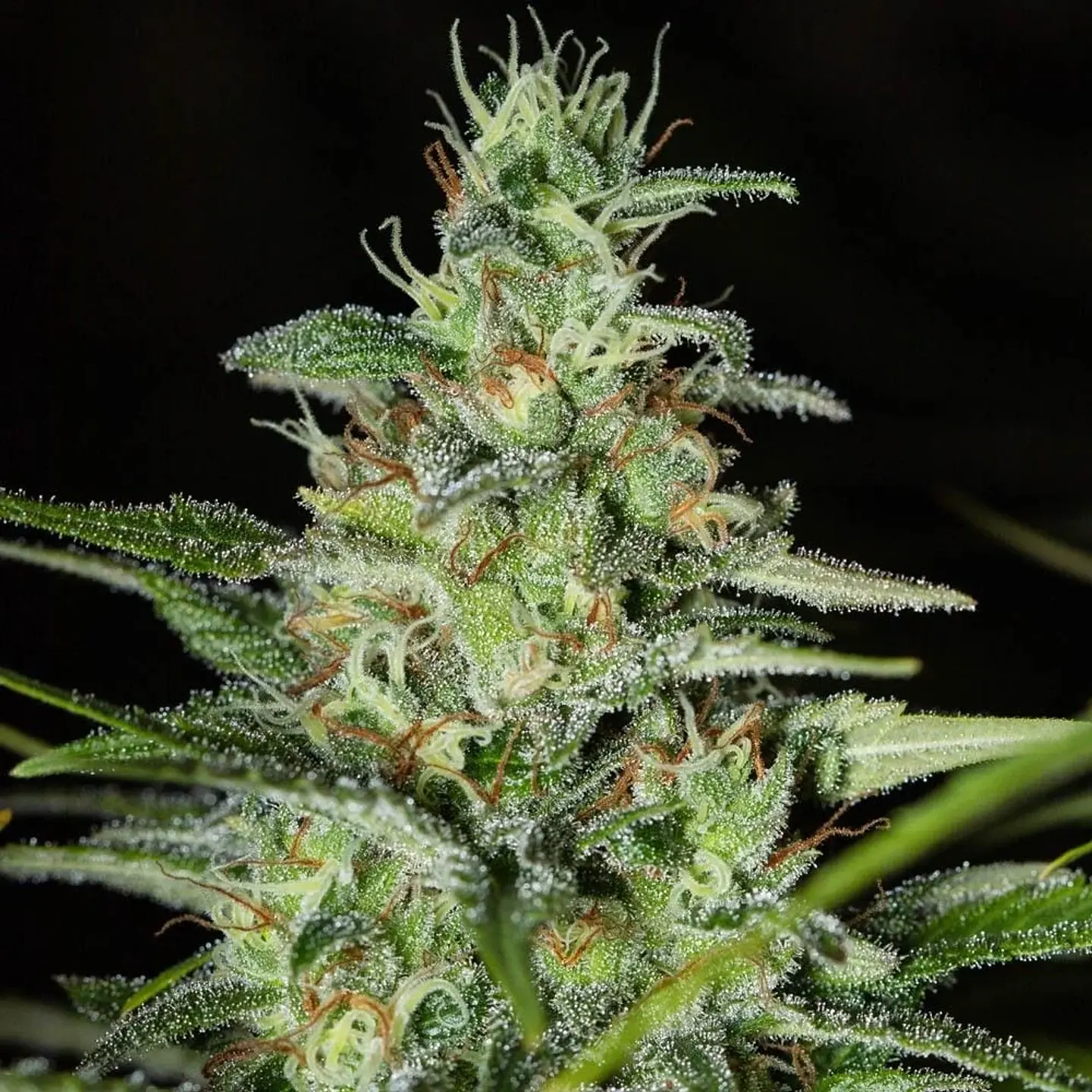 Monster Cbd Fem X3+1-Eva Seeds 1