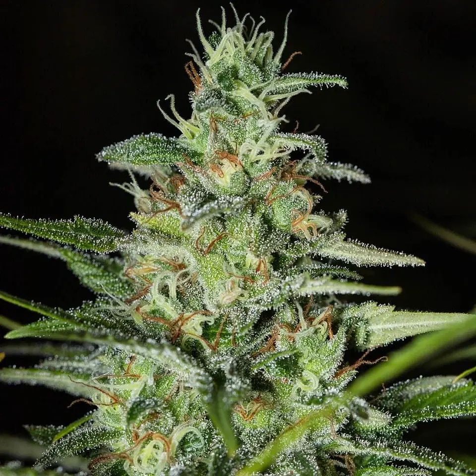 Monster Cbd Fem X3+1-Eva Seeds 1